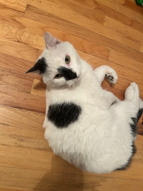 PATCHES - Domestic Short Hair available for adoption