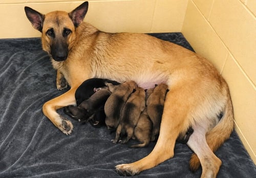 HOPE - German Shepherd Dog available for adoption