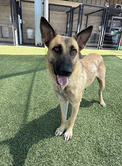 HOPE - German Shepherd Dog for adoption in Frisco