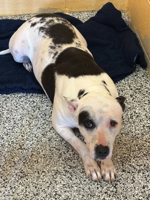 MALAA - Pit Bull Terrier for adoption in Frisco