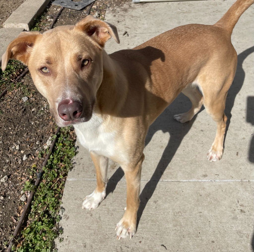 BANNER - Labrador Retriever available for adoption