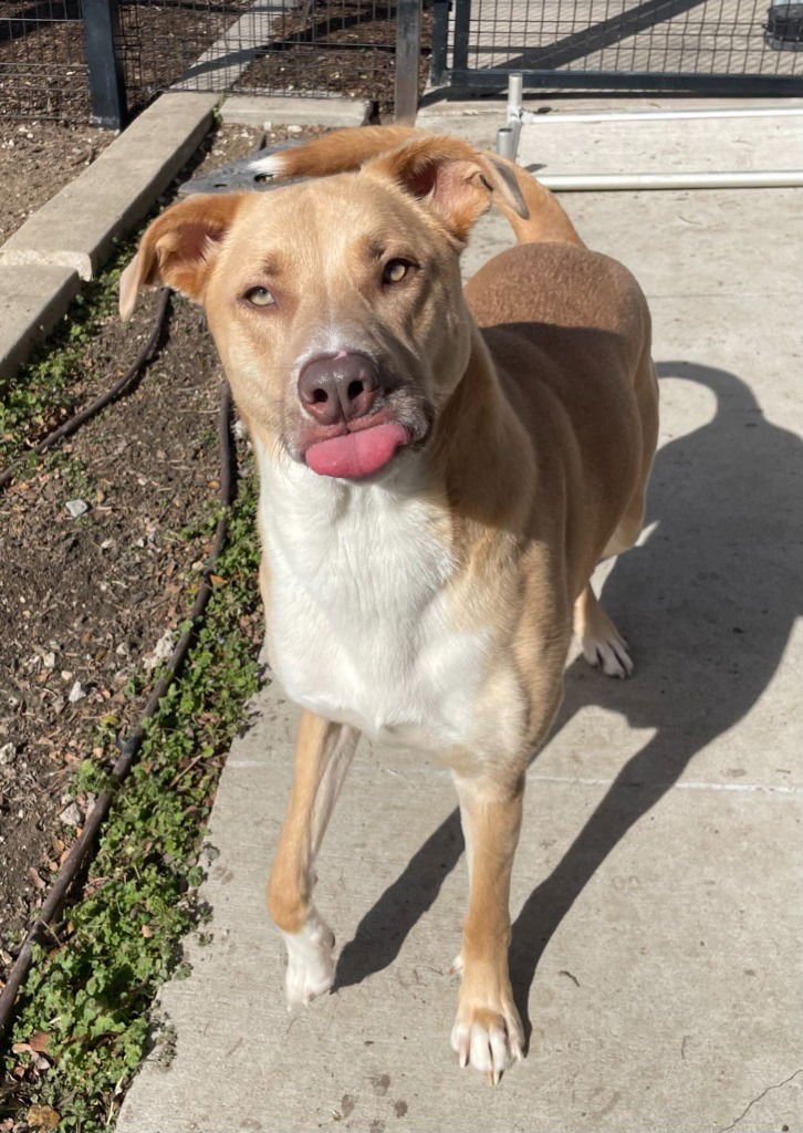 BANNER - Labrador Retriever available for adoption