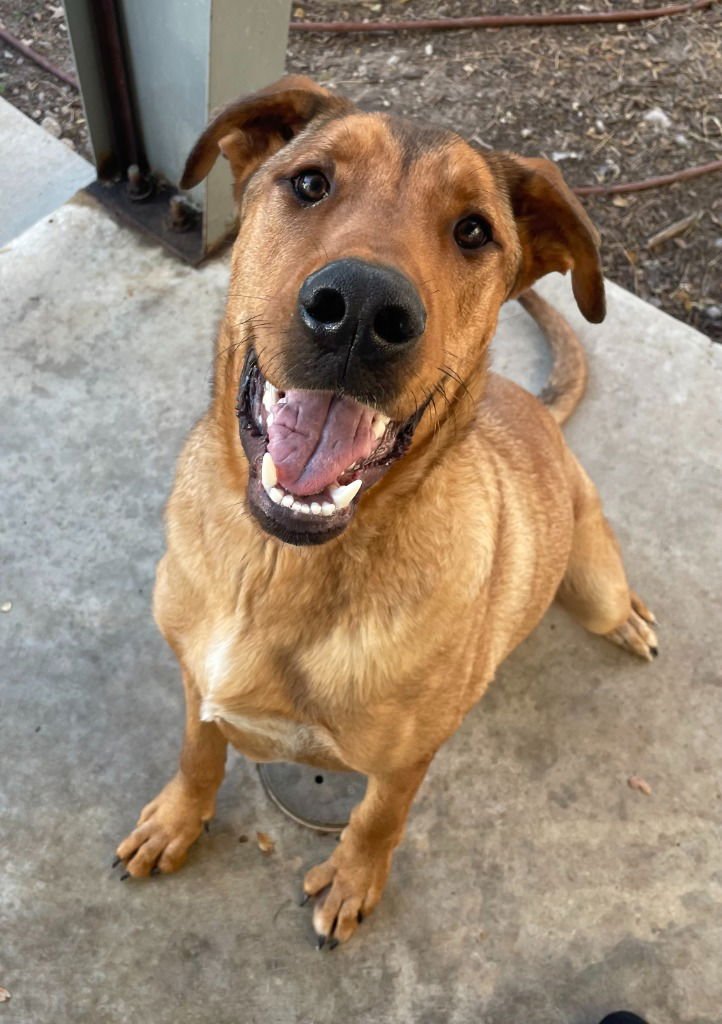 RUDOLPH - Shepherd for adoption in Frisco