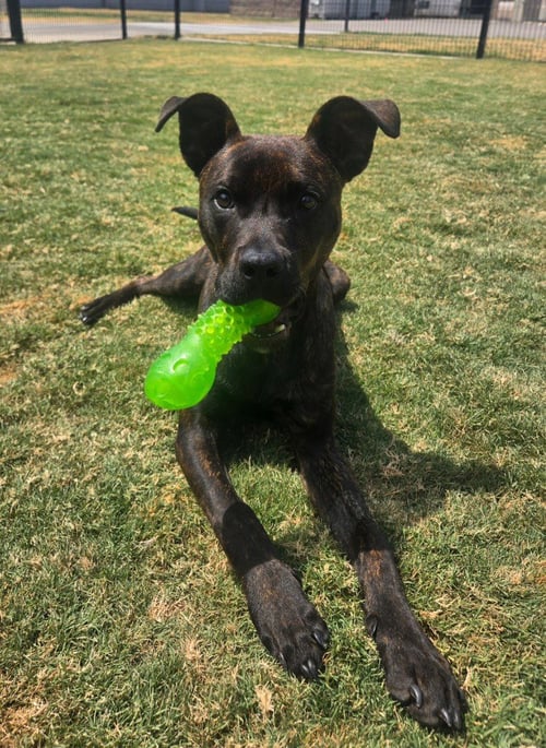 BING BONG - Pit Bull Terrier for adoption in Frisco