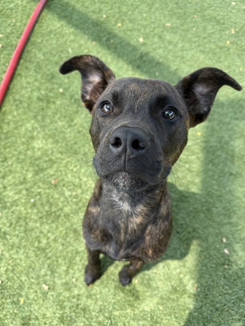 BING BONG - Pit Bull Terrier available for adoption