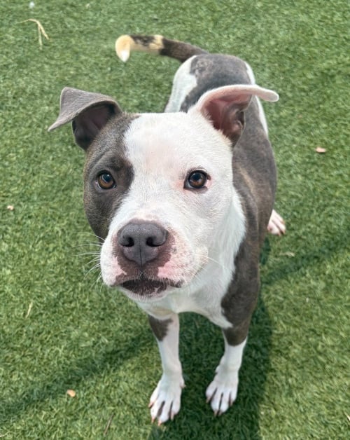 BLAZE - Pit Bull Terrier for adoption in Frisco