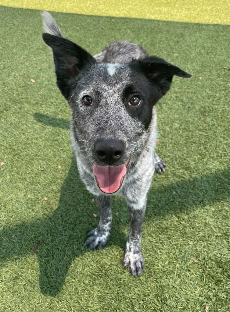 BOONE - Cattle Dog available for adoption
