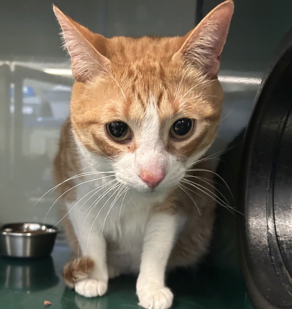 NANCY - Domestic Short Hair for adoption in Flower Mound