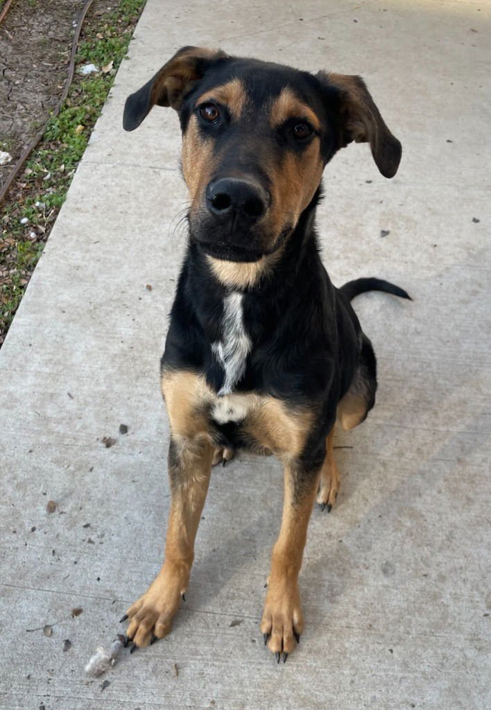 TACO - Shepherd available for adoption