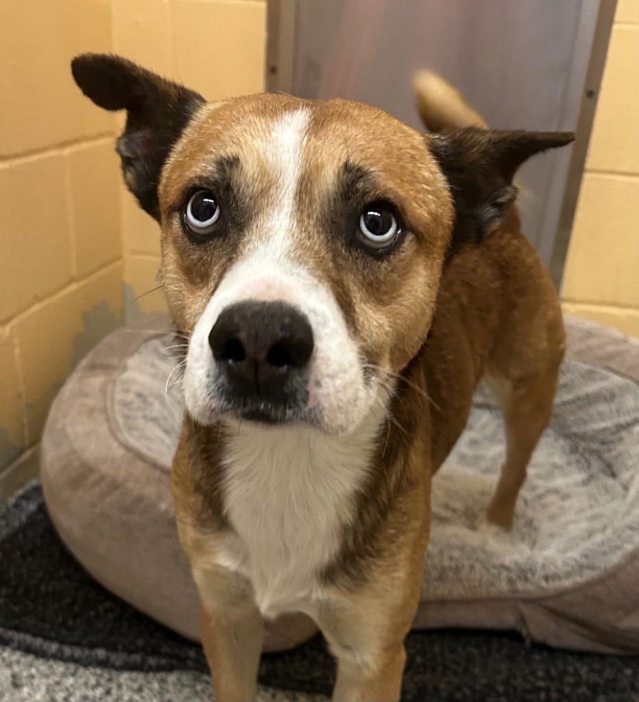 LUKE - Husky available for adoption