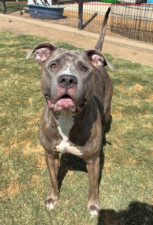 LADYBUG - Pit Bull Terrier available for adoption