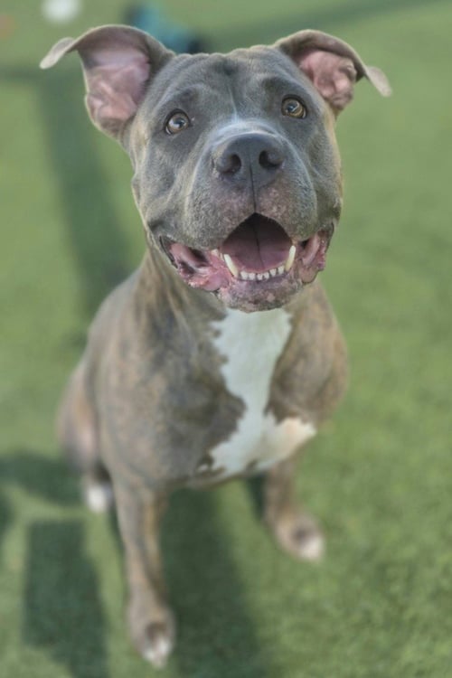 LADYBUG - Pit Bull Terrier for adoption in Frisco