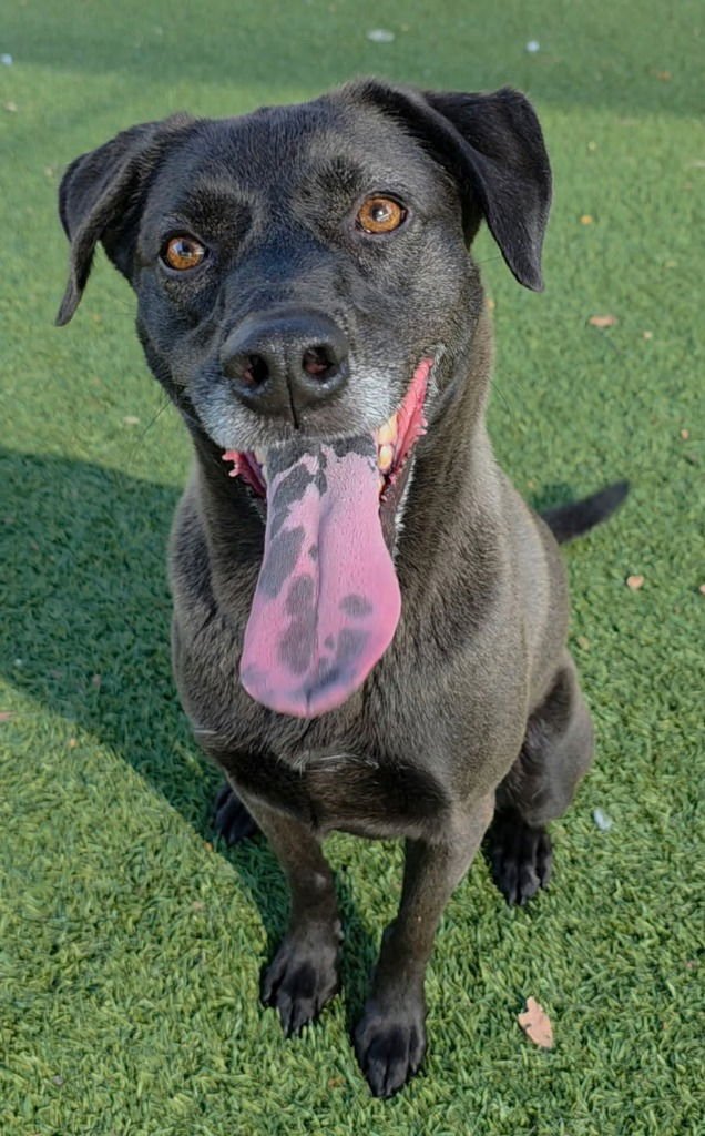 PHOENIX - Labrador Retriever for adoption in Frisco