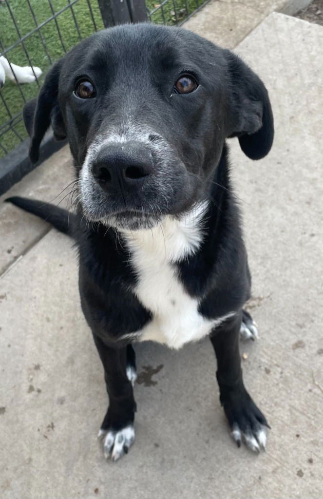 RUSSEL - Labrador Retriever available for adoption
