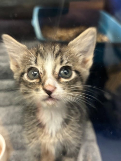 REINA - Domestic Short Hair for adoption in Lewisville