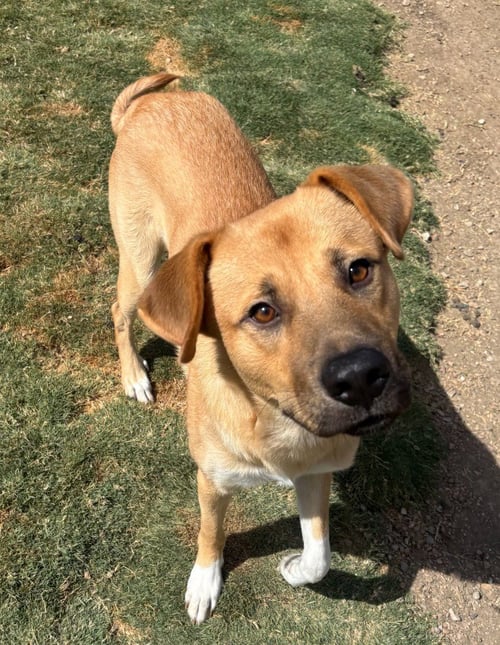 FELIX - Shepherd for adoption in Frisco