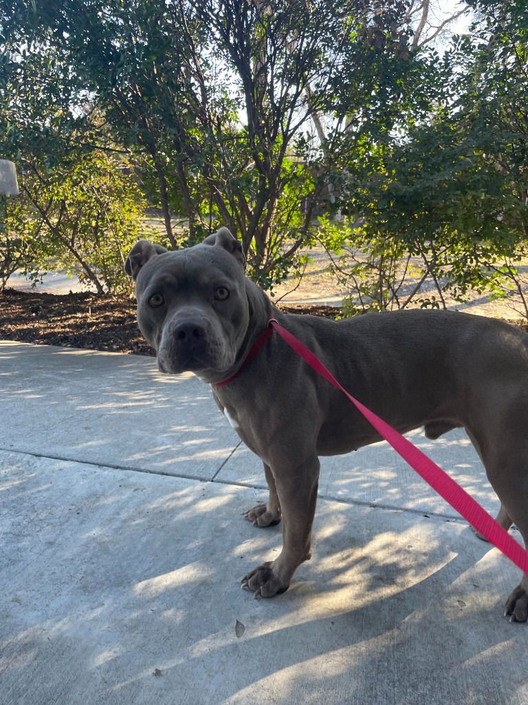 HERCULES - Pit Bull Terrier available for adoption