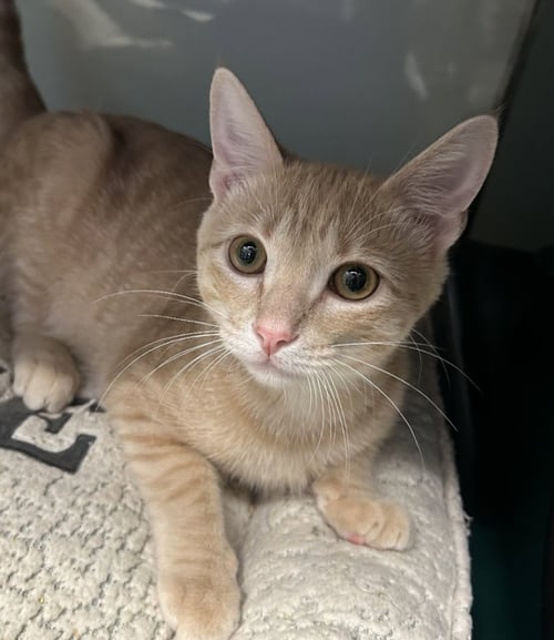 MAYNARD - Domestic Short Hair for adoption in Lewisville