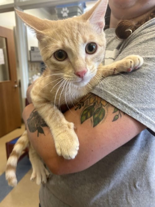 MAYNARD - Domestic Short Hair available for adoption