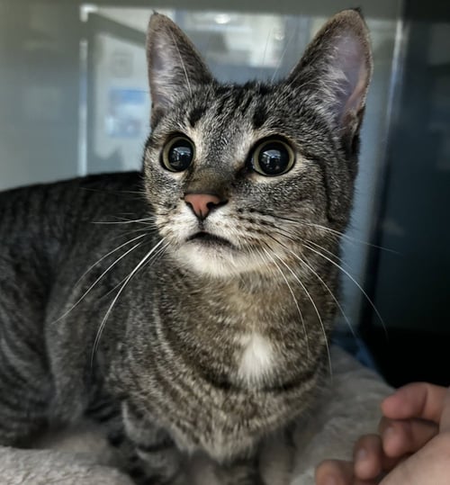 SHAULA - Domestic Short Hair for adoption in Flower Mound