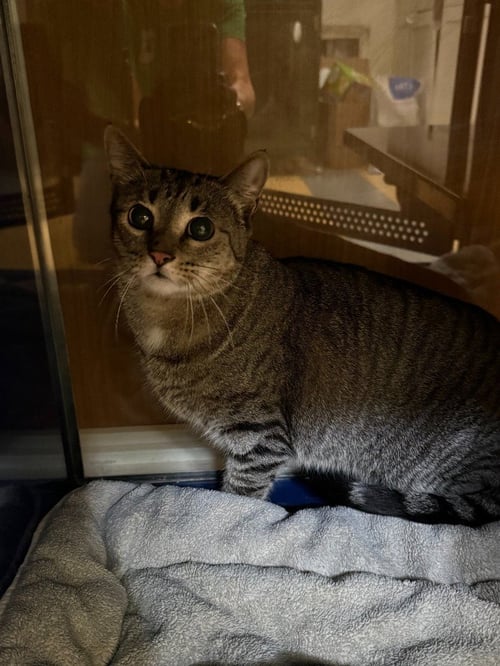 SHAULA - Domestic Short Hair available for adoption
