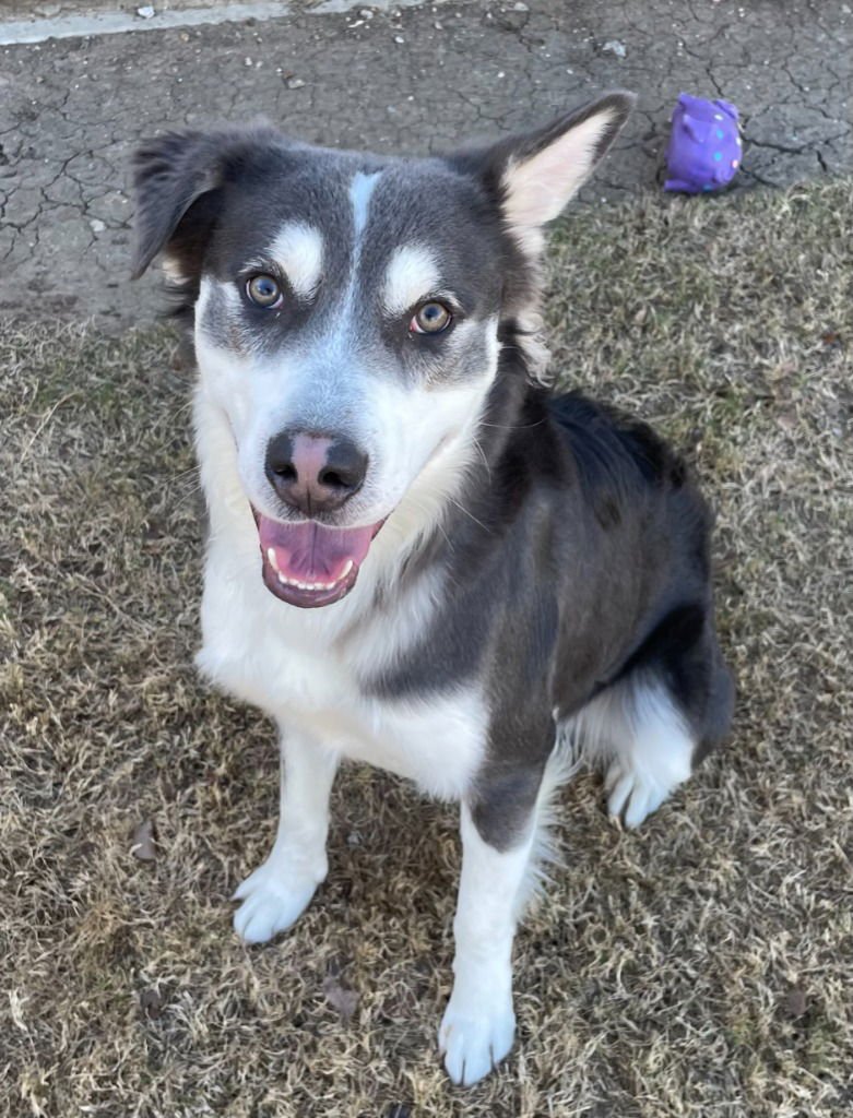 WALLEN - Husky available for adoption