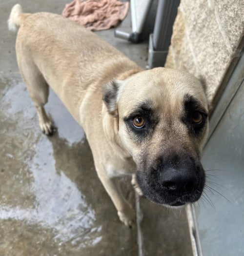 HARLEY - Black Mouth Cur for adoption in Frisco
