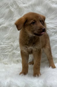 Kiara - Photo 1