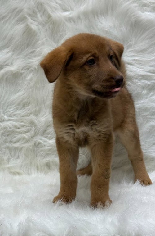 KIARA - German Shepherd Dog / Labrador Retriever for adoption in Frisco