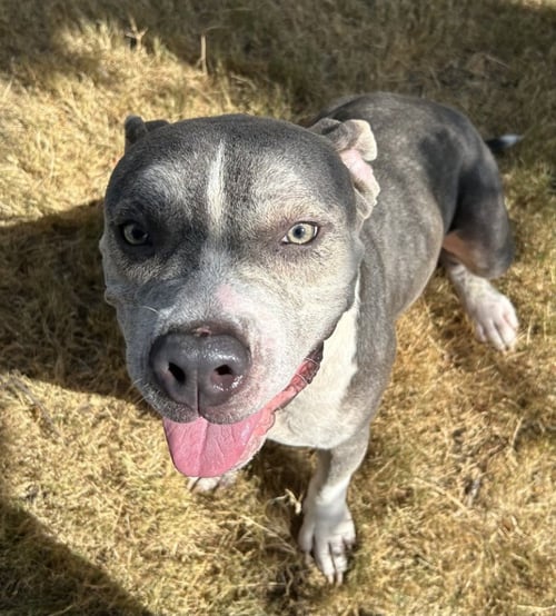 BIFF - Pit Bull Terrier for adoption in Frisco