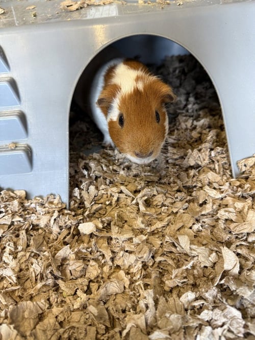 BENJI - Guinea Pig available for adoption