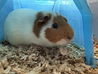 Benji - Photo 2