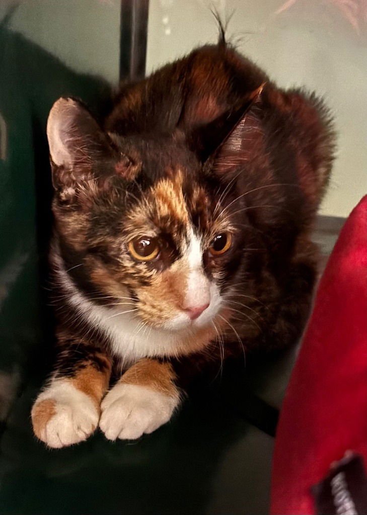 SIENNA - Domestic Short Hair available for adoption