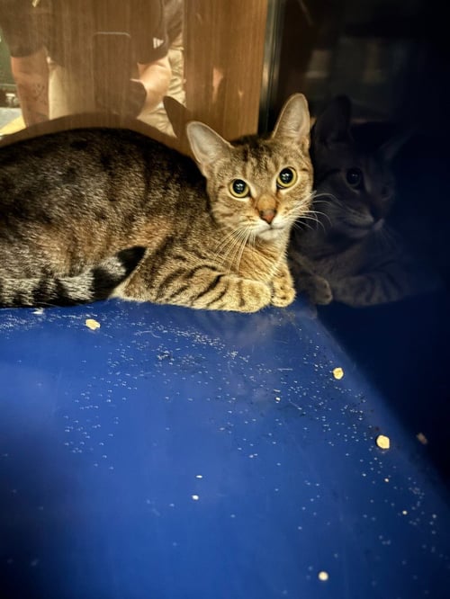 CALAMITY - Domestic Short Hair for adoption in Flower Mound