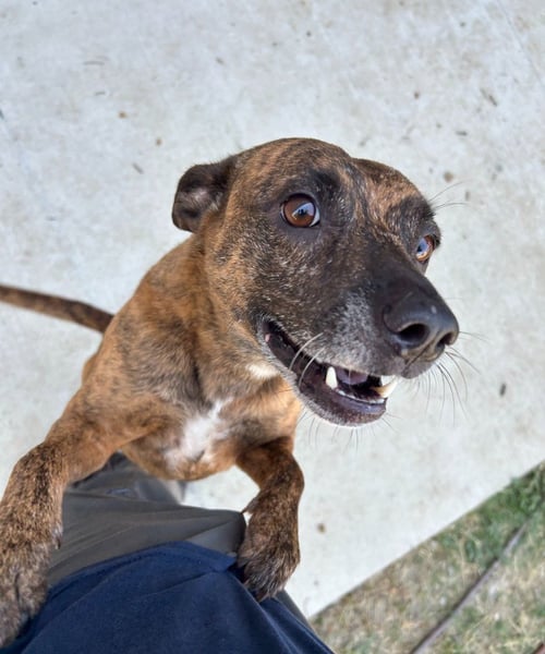 BUGS - Belgian Shepherd Malinois for adoption in Frisco