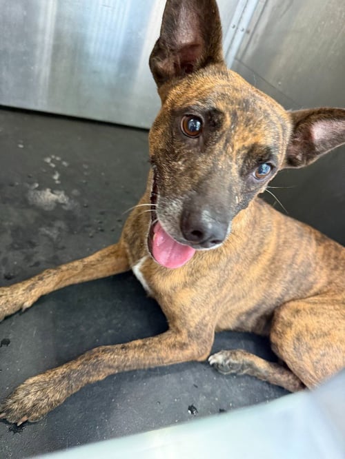 BUGS - Belgian Shepherd Malinois available for adoption