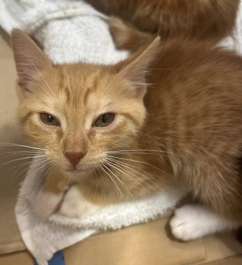 BRITTNEY - Domestic Short Hair for adoption in Lewisville