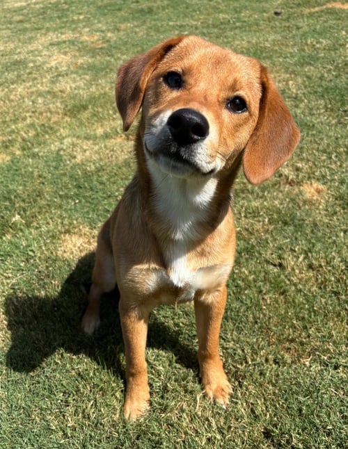 DIVA - Shiba Inu for adoption in Frisco