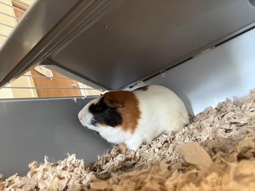 FUZZY - Guinea Pig available for adoption