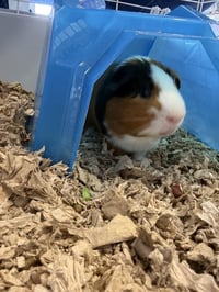 Fuzzy - Photo 2