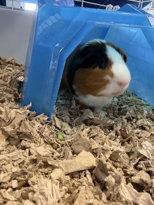 FUZZY - Guinea Pig available for adoption