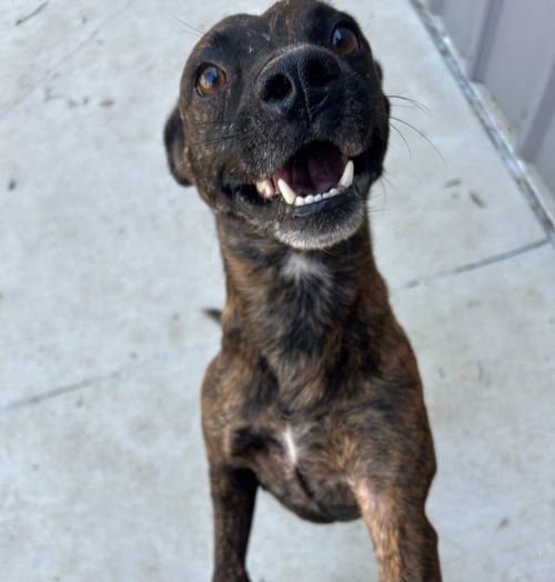 DAFFY - Belgian Shepherd Dog Sheepdog for adoption in Frisco