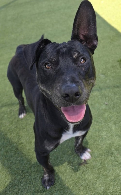 RIOT - Bull Terrier for adoption in Frisco