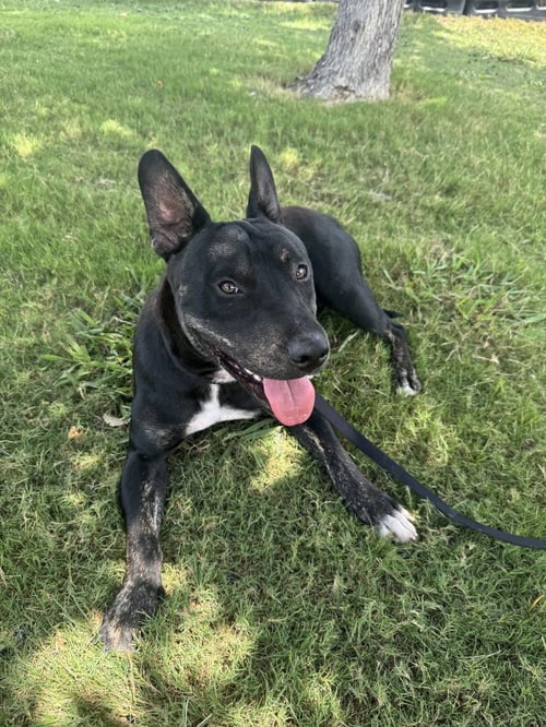 RIOT - Bull Terrier available for adoption