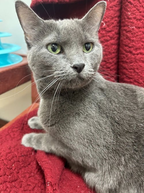 SOFIA - Domestic Short Hair for adoption in Flower Mound
