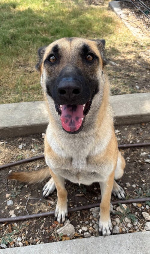 RIZZO - Belgian Shepherd Malinois available for adoption