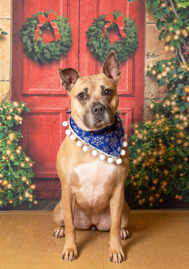SANDY - American Staffordshire Terrier available for adoption