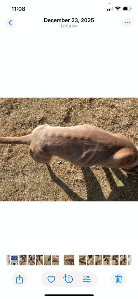 SANDY - American Staffordshire Terrier available for adoption