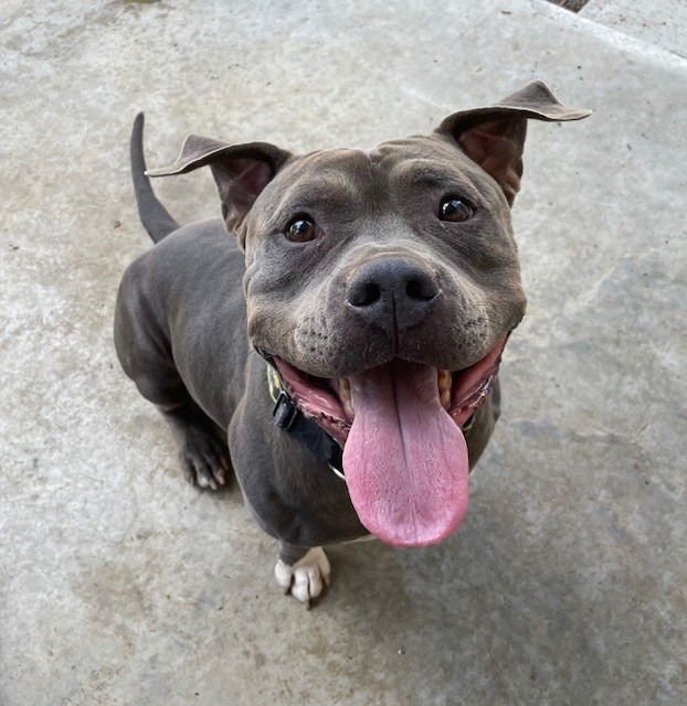 BATMAN - Pit Bull Terrier for adoption in Frisco