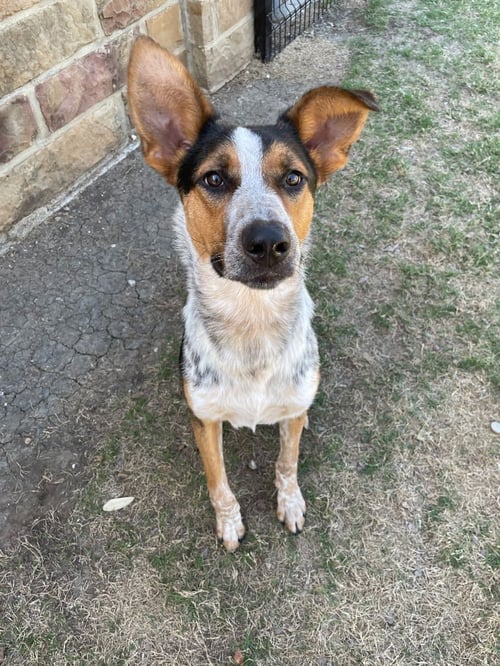 RUGER - Cattle Dog / German Shepherd Dog available for adoption